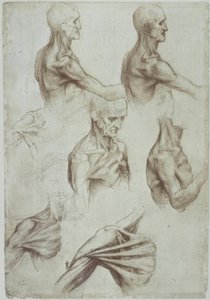 Leonardo / boyun ve omuz kasları / f. 136v by Leonardo da Vinci