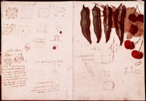 Botanik ve geometri notları ve eskizleri. Leonardo da Vinci