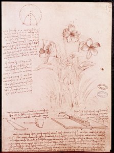 Botanik ve geometri notları ve eskizleri: nergis. Leonardo da Vinci