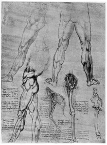 Karşılaştırmalı anatomi çalışmaları, 1506-1507 1954 by Leonardo da Vinci