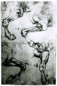 At Bacakları Çalışmaları (kağıt üzerine kalem ve mürekkep) by Leonardo da Vinci
