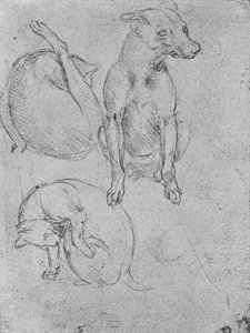 Bir Köpek ve Kedi Çalışmaları, c1480 1945 by Leonardo da Vinci