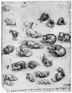 Kedi çalışmaları, 1513-1515 1954 by Leonardo da Vinci