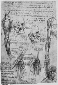 Yüz ve Kol Kasları Çalışmaları, c1480 1945 by Leonardo da Vinci