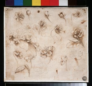 Çiçeklerin incelenmesi - kağıt üzerine mürekkep, c. 1483 by Leonardo da Vinci