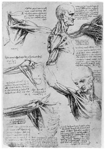 Omuz eklemlerinin incelenmesi, 1510-1511 1954 by Leonardo da Vinci