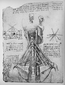 Boyun Tendonlarını Gösteren Bir İskeletin Arkadan Görünümünün İncelenmesi, c1480 1945 by Leonardo da Vinci