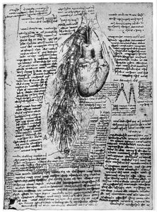 Kalp ve bronşiyal arterlerin incelenmesi, 15. yüzyılın sonları veya 16. yüzyılın başlarında 1954 by Leonardo da Vinci