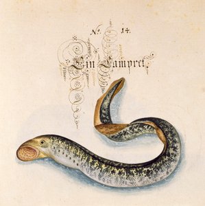 6485 f.50 Sea Lamprey ekleyin