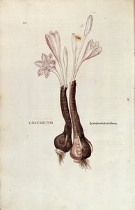 De historia stirpium commentarii insignes