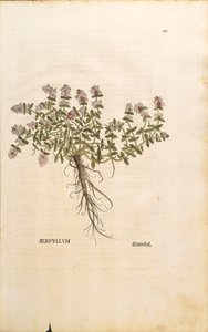 Breckland veya Yabani Kekik (Thymus serpyllum), Leonhart Fuchs tarafından renkli gravür by Leonhard Fuchs