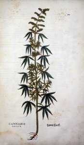 Cannabis Sativa (Kenevir Yetiştiriciliği) - Leonhart Fuchs