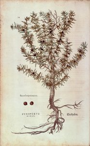Ortak Ardıç - Juniperus communis (Juniperus minor) Leonhart Fuchs tarafından De historia stirpium commentarii insignes (Bitkilerin Tarihi Üzerine Önemli Yorumlar) renkli gravür by Leonhard Fuchs