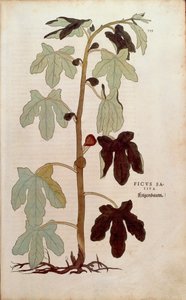 Ortak incir - Ficus carica (Ficus sativa), Leonhart Fuchs tarafından De historia stirpium commentarii insignes (Bitkilerin Tarihi Üzerine Önemli Yorumlar), renkli gravür by Leonhard Fuchs