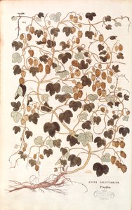 Ortak hop - Humulus lupulus (Lupus salictarius) Leonhart Fuchs tarafından De historia stirpium commentarii insignes (Bitkilerin Tarihi Üzerine Önemli Yorumlar) renkli gravür