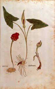 Guguklu Pint veya İtalyan Lordlar ve Hanımlar - Arum italicum (Arum), Leonhart Fuchs tarafından De historia stirpium commentarii insignes (Bitkilerin Tarihi Üzerine Önemli Yorumlar), renkli gravür by Leonhard Fuchs