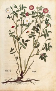 Yaprak dökmeyen gül (Rosa sempervirens), Leonhart Fuchs tarafından De historia stirpium commentarii insignes (Bitkilerin Tarihi Üzerine Önemli Yorumlar), renkli gravür