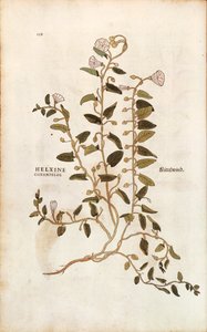 Tarla gündüzsefası - Convolvulus arvensis (Helxine cissampelos) Leonhart Fuchs tarafından De historia stirpium commentarii insignes (Bitkilerin Tarihi Üzerine Önemli Yorumlar) renkli gravür by Leonhard Fuchs