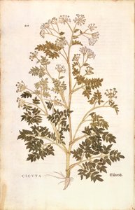 Baldıran otu - Conium maculatum (Cicuta), Leonhart Fuchs tarafından De historia stirpium commentarii insignes (Bitkilerin Tarihi Üzerine Önemli Yorumlar), renkli gravür by Leonhard Fuchs