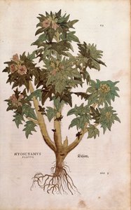 Henbane - Hyoscyamus niger (Hyoscyamus flavus) Leonhart Fuchs tarafından De historia stirpium commentarii insignes (Bitkilerin Tarihi Üzerine Önemli Yorumlar) renkli gravür by Leonhard Fuchs