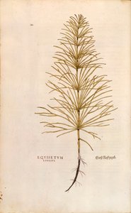 Atkuyruğu - Equisetum arvense (Equisetum arvense), Leonhart Fuchs tarafından Bitkilerin Tarihinden (Bitkilerin Tarihi Üzerine Önemli Yorumlar), renkli gravür by Leonhard Fuchs