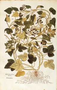 Ivy (Hedera helix nigra aurea) Leonhart Fuchs tarafından De historia stirpium commentarii insignes (Bitkilerin Tarihi Üzerine Önemli Yorumlar), renkli gravür by Leonhard Fuchs