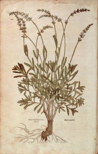 Lavanta - Lavandula spica (Pseudonardus mas), Leonhart Fuchs tarafından De historia stirpium commentarii insignes (Bitkilerin Tarihi Üzerine Önemli Yorumlar), renkli gravür by Leonhard Fuchs