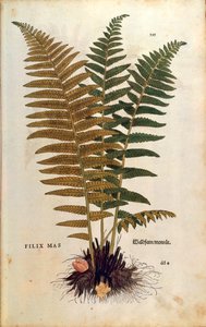 Erkek eğreltiotu (Dryopteris filix-mas), Leonhart Fuchs tarafından De historia stirpium commentarii insignes (Bitkilerin Tarihi Üzerine Önemli Yorumlar) renkli gravür