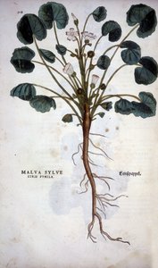 Malva Sylvestre (Büyük Mor) - Leonhart Fuchs