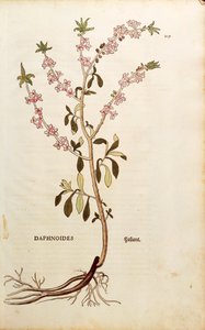 Mezereon - Daphne mezereum (Daphnoides) tarafından De historia stirpium commentarii insignes