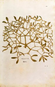 Ökseotu (Viscum albümü) Leonhart Fuchs