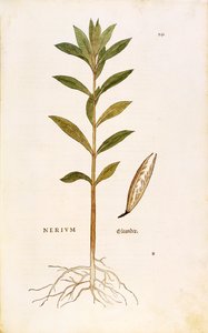 Zakkum (Nerium zakkum) Leonhart Fuchs tarafından De historia stirpium commentarii insignes (Bitkilerin Tarihi Üzerine Önemli Yorumlar), renkli gravür by Leonhard Fuchs