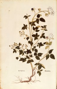Plaka: De historia stirpium commentarii insignes (Bitkilerin Tarihi Üzerine Önemli Yorumlar), renkli gravürden Leonhart Fuchs tarafından Dewberry (Rubus) by Leonhard Fuchs