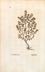 Kırmızı Eyebright (Euphrasia officinalis) Leonhart Fuchs tarafından De historia stirpium commentarii insignes (Bitkilerin Tarihi Üzerine Önemli Yorumlar) renkli gravür by Leonhard Fuchs
