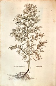 Biberiye, Rosmarinus Officinalis (Rosmarinus). renkli gravür by Leonhard Fuchs