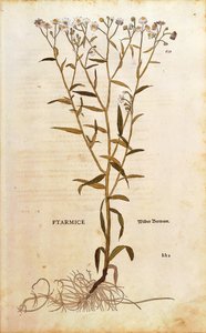 Sneezewort - Achillea ptarmica (Ptarmice) Leonhart Fuchs tarafından De historia stirpium commentarii insignes (Bitkilerin Tarihi Üzerine Önemli Yorumlar) renkli gravür by Leonhard Fuchs