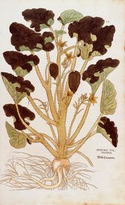 Salatalık fışkırtma - Ecballium elaterium (Cucumis sylvestris), Leonhart Fuchs