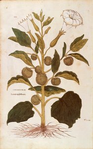 Dikenli elma veya jimson otu - Datura stramonium (Strmonia), Leonhart Fuchs tarafından De historia stirpium commentarii insignes (Bitkilerin Tarihi Üzerine Önemli Yorumlar), renkli gravür by Leonhard Fuchs