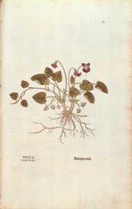 Menekşe (Viola odorata), Leonhart Fuchs tarafından De historia stirpium commentarii insignes (Bitkilerin Tarihi Üzerine Önemli Yorumlar), renkli gravür