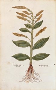 Beyaz Hellebore - Veratrum albümü (Elleborus albus) Leonhart Fuchs