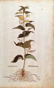 Beyaz Kırlangıçotu - Cynanchum vincetoxicum (Asclepias) Leonhart Fuchs tarafından De historia stirpium commentarii insignes (Bitkilerin Tarihi Üzerine Önemli Yorumlar) renkli gravür by Leonhard Fuchs