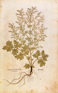 Pelin - Artemisia absinthium (Absinthium vulgare), Leonhart Fuchs tarafından De historia stirpium commentarii insignes (Bitkilerin Tarihi Üzerine Önemli Yorumlar), renkli gravür by Leonhard Fuchs