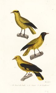 Sarımsak türleri. by Leopold Massard