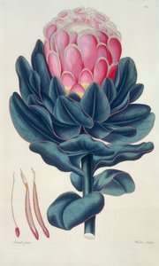 Protea speciosa, Perigonia pistil (pl.12) 