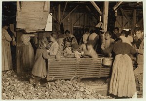 Bill May, aged 5 who makes 15 cents a day, in the shucking shed at Barataria Canning Company, Biloxi, Mississippi, 1911  by Lewis Wickes Hine