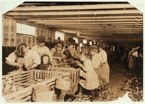 8 yaşındaki Rosy, Louisiana, Dunbar Cannery