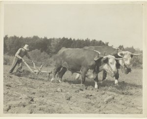  by Lewis Wickes Hine