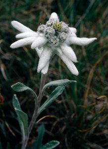 Edelweiss (fotoğraf) by Unbekannt Unbekannt