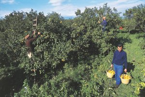 Bergamot hasadı, Calabria, İtalya (fotoğraf) by Unbekannt Unbekannt