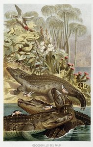 Nil Timsahları (crocodylus niloticus) - A.E. Brehm, Torino by Unbekannt Unbekannt